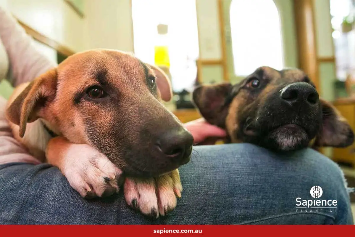 two dogs resting on owners knee