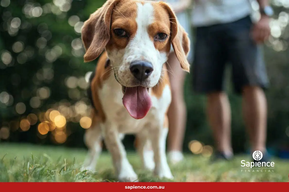 dog and owner walking in  park